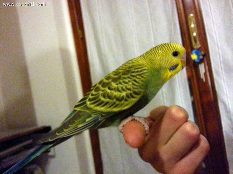Kiko